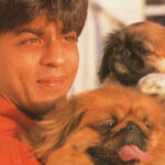 Anabul Lovers, Take a Peek at Shah Rukh Khan's Pet Dog, which Spends IDR 16 Million a Month!